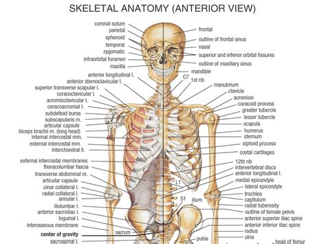 skeletal system anatomy health life media