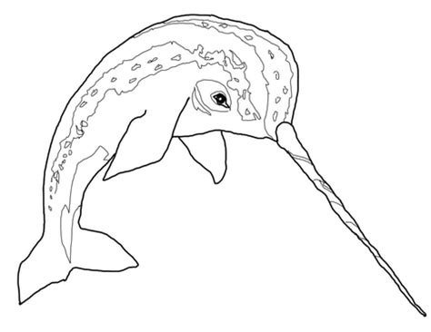 narwhal coloring page supercoloringcom