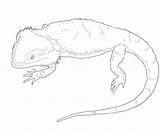 Bearded Dragon Coloring Documents Via sketch template