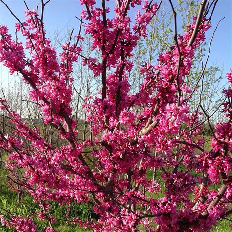 cercis canadensis products courville nurseries