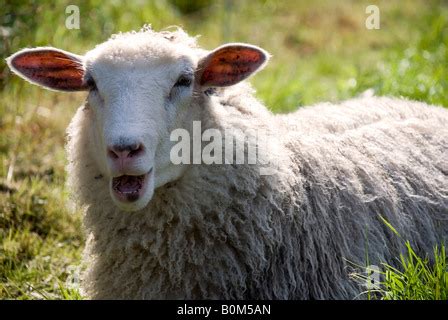 sheep speaking stock photo  alamy