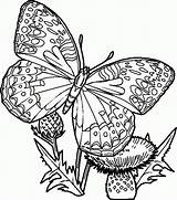 Coloring Pages Butterfly sketch template