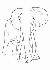Elefante Elefanti Stampare Pianetabambini Lacocinadenova Versione Singolarmente sketch template