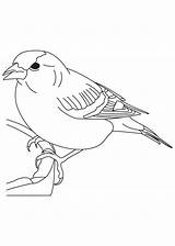 Finch Coloring sketch template