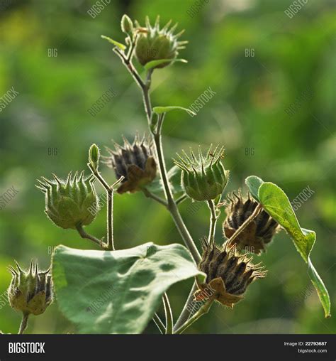 seed pods stock photo stock images bigstock