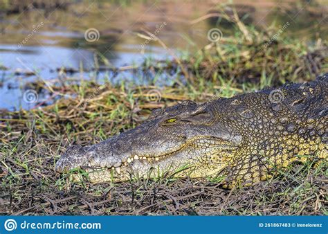 Crocodile At Chobe Riverfront Kasane Botswana Stock Image Image Of