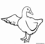 Goose Printable Coloring Pages Animal Geese Drawing Color Print Getdrawings Canadian sketch template