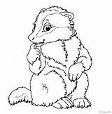 Coloring Muskrat Badger Color Template Ox Musk Getcolorings Pages sketch template