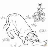 Cani Shepherd Pointer Puppy Shorthaired Niemiecki Wyżeł Cuccioli Dogs Tedesco Corto Stampare Kolorowanka Labrador Disegnare Shepherds sketch template