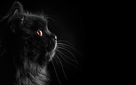 zwarte achtergrond met zwarte kat mooie leuke achtergronden voor je bureaublad pc laptop