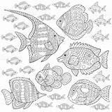 Coloring Fish Tropical Pages Fishes Book Vector Istockphoto Royalty Collection sketch template
