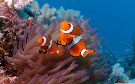 los arrecifes de coral se encuentran en grave peligro pero la impresion  puede ayudar
