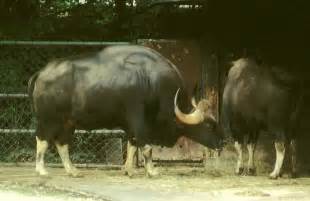 interesting facts  gaur  giant indian bull factins