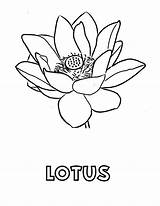 Lotus Coloring Pages Printable Kids sketch template