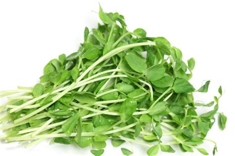 market fresh finds pea shoots mild packed  goodness  columbian