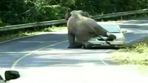 horny elephant tries to have sex with a car in khao yai national park thailand metro news