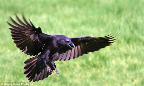 rise in shocking attacks by ravens on sheep daily mail online