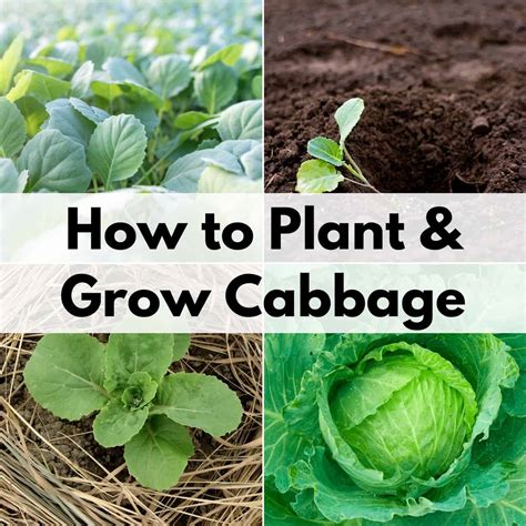 plant  grow cabbage  nutrient rich cool weather crop