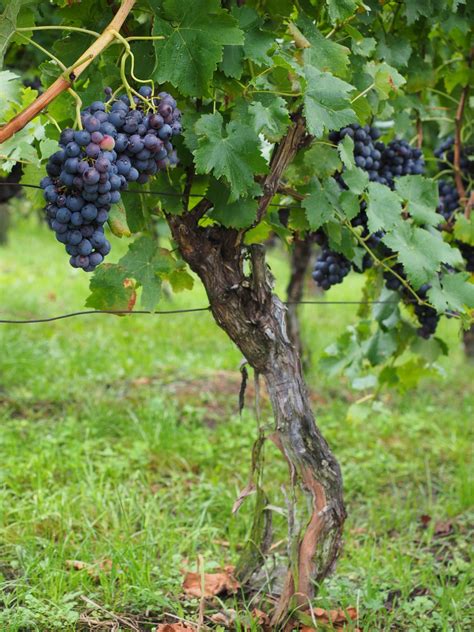 images tree grape vineyard fruit flower food produce crop blue climber