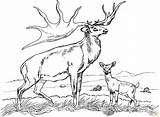 Coloring Elk Pages Printable Deer Tule Print sketch template