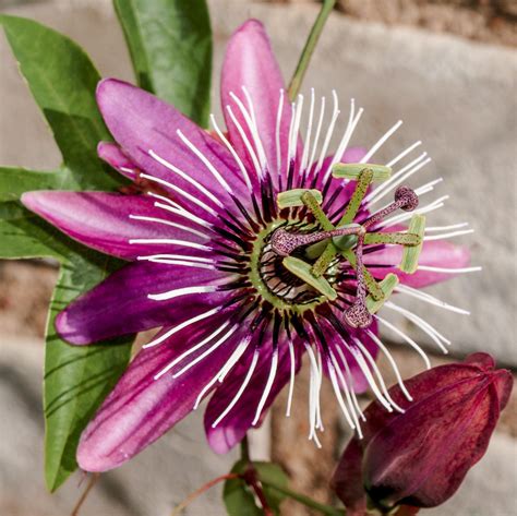 Passion Flower Passiflora Victoria Edible Fruit – Easy To Grow Bulbs