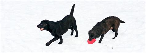 snowdogs pawcatuck river labrador retriever club