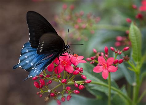 blue swallowtail butterfly photograph  saija lehtonen fine art america