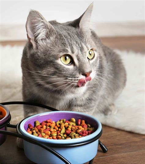 grain  cat food    choose