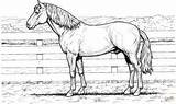 Cavallo Recinto sketch template