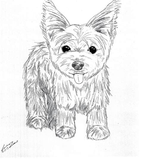 yorkie puppy coloring pages  print coloring pages