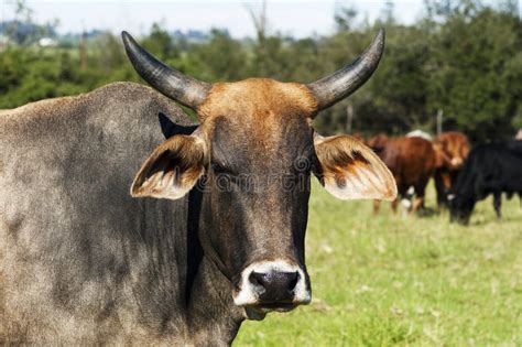 bos indicus breed   horns stock photo image  closeup grass