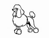 Poodle Clipartmag sketch template