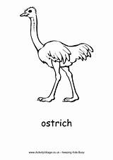 Ostrich Coloring Colouring Pages Printable Print Pdf Village Animal African Birds Activity Explore Animals Activityvillage Powered Results sketch template