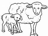 Pecore Cuccioli Disegno Animali Stampare Oveja Colorear sketch template