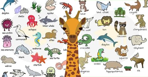 animal names types  animals list  animals esl