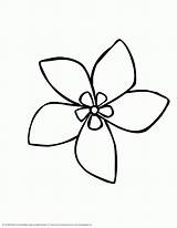 Flower Jasmine Coloring Pages Drawing Outline Drawings Flowers Hawaiian Rainforest Simple Clipart Jungle Edelweiss Plants Dessin Kids Coloriage Plumeria Clip sketch template