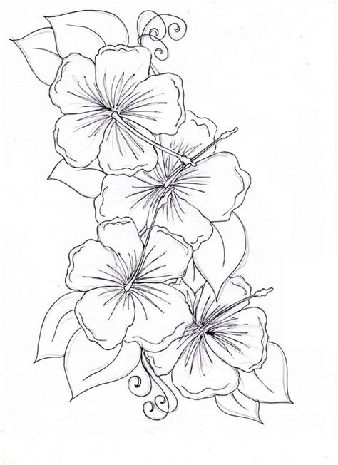 hibiscus flower drawing coloring page color luna