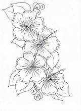 Flower Drawing Coloring Hibiscus Color sketch template