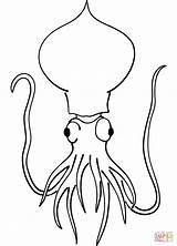Squid Coloring Pages Printable Drawing Categories sketch template