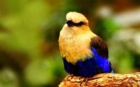 cute bird pictures   beautiful colors