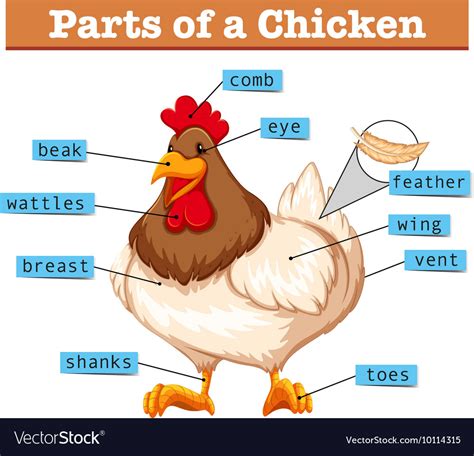 diagram showing parts chicken royalty  vector image