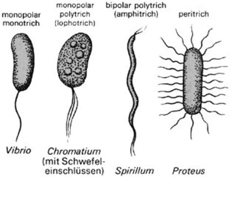 bakteriengeissel lexikon der biologie