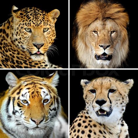 Four Big Wild Cats Leopard Tiger Lion Cheetah Stock