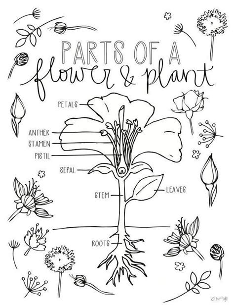 parts   flower  plant coloring page  flowers leaves