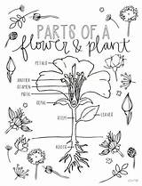 Coloring Science Pages Nature Cycle Parts Flower Plant Etsy Edition Kids Journal Life 5th Choose Board Sold Classical sketch template