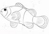 Clown Pesce Disegno Poisson Pagliaccio Pesci Clownfish Disegnare Poissons Nemo Throughout Animali Coloriages Anemone sketch template