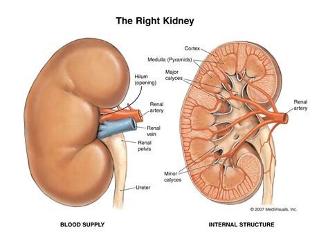 health  fitness tips    rid  kidney stones