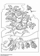 Raupe Ausmalbild Mariposa Colorear Schmetterling Zum Kleurplaat Reina Disegno Farfalla Malvorlage Kostenlose Grote sketch template