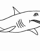 Haifisch Ausdrucken Malvorlage sketch template