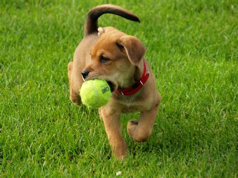 training  dog  fetch  ball playing catch   fun  dog